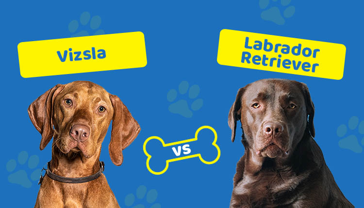 Vizsla vs Labrador Retriever
