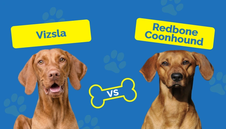 Vizsla vs Redbone Coonhound - Featured Image