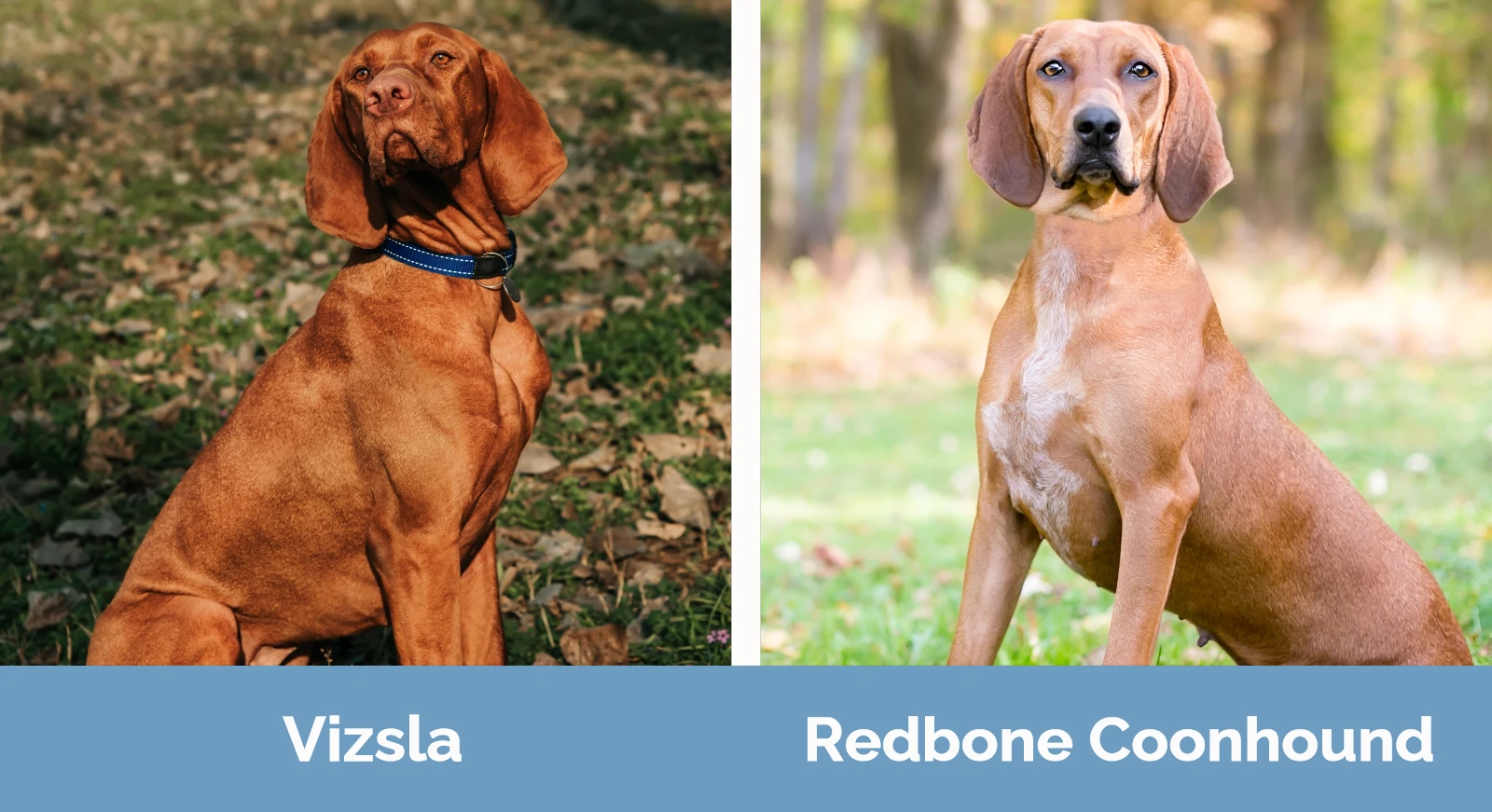 Redbone coonhound shop vizsla mix