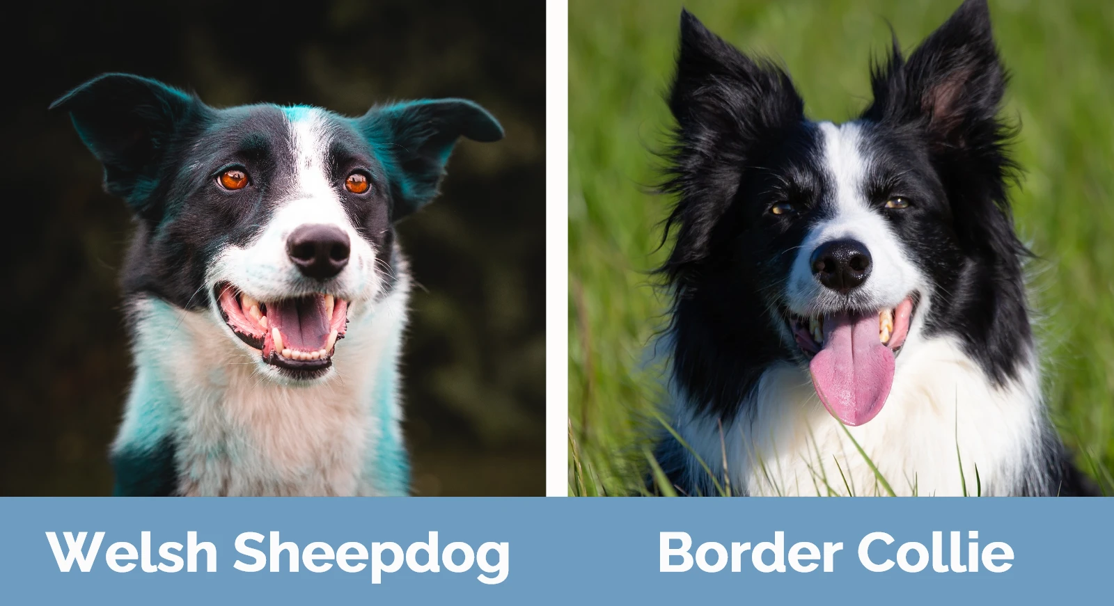 Welsh Sheepdog vs Border Collie - Visual Differences