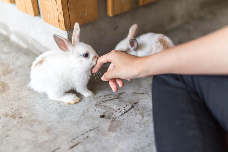 White Rabbit Playing with People in the Cafe