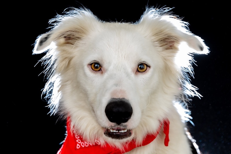 White border collie with red bandana