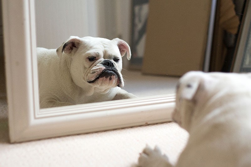 Bulldog trắng soi mình trong gương