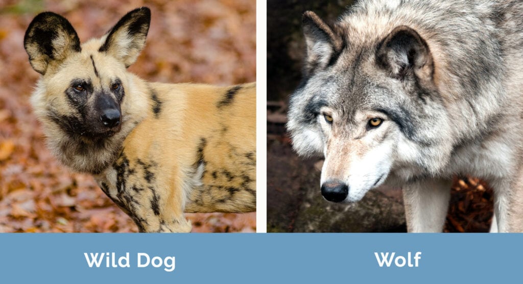 Wild Dogs Vs Wolves Key Differences With Pictures Hepper