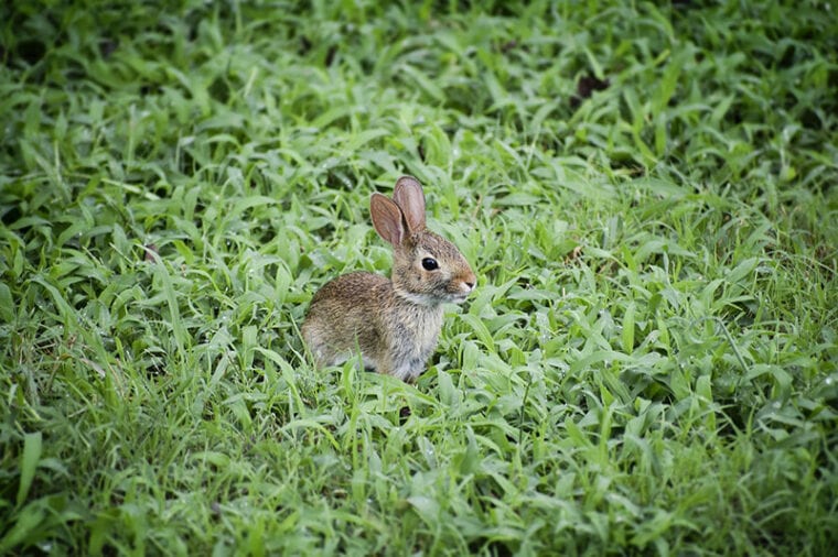 Can You Keep a Wild Rabbit as a Pet? The Surprising Answer Hepper