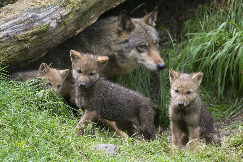 Wolf and wolf puppies