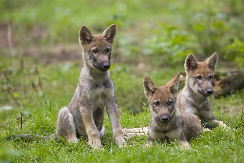 Wolf puppy