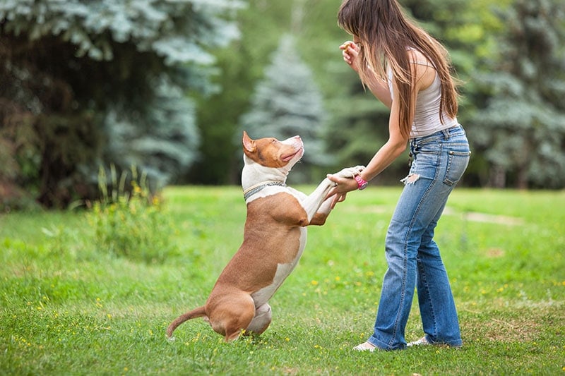 Woman training a pitbull in the park