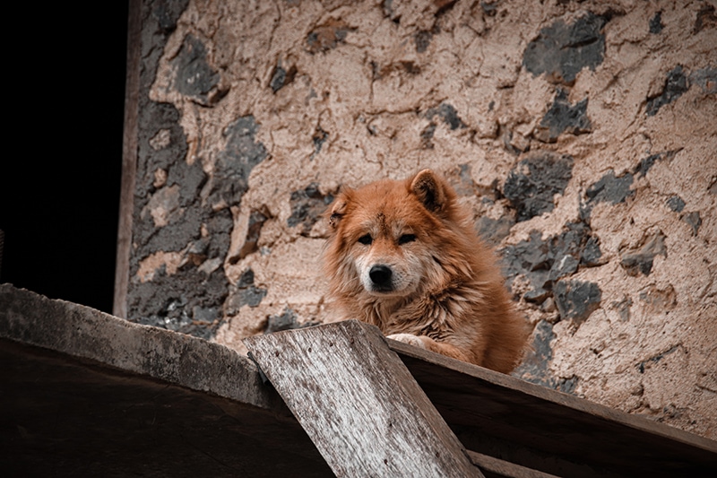 A Hmong Dock Tailed Dog