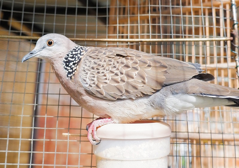 a barbary dove in the cage