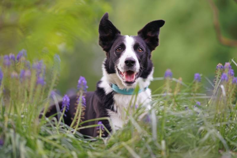 a black and white short-haired Border Collie dog outdoors