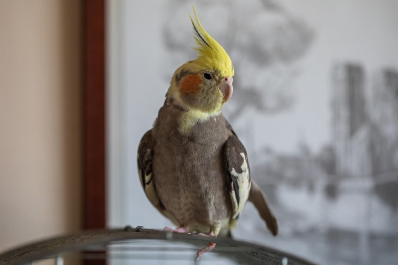 a blue cockatiel