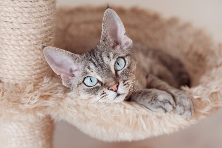 một con mèo devon rex mắt xanh trên cây mèo