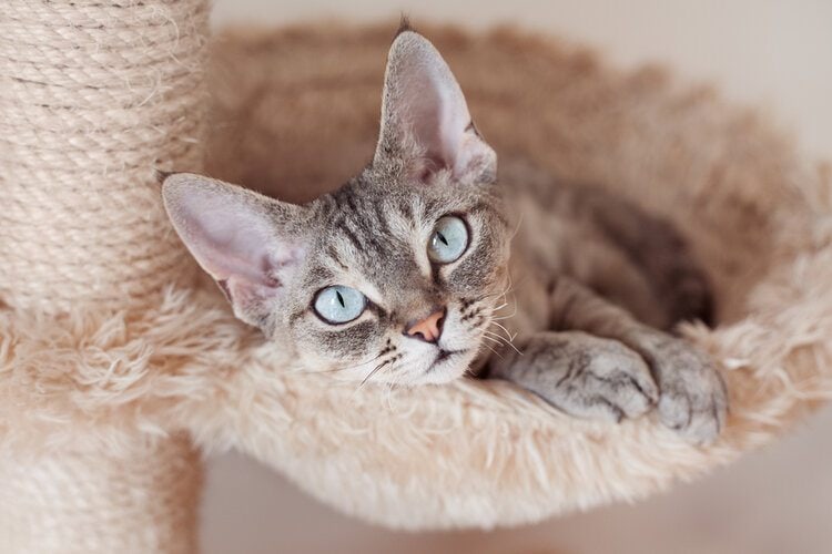 a blue-eyed devon rex cat on a cat tree