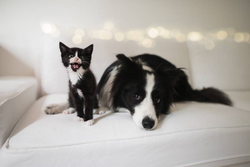 a border collie dog and a kitten on a couch at home