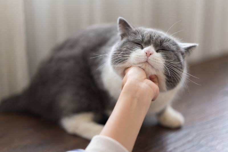 a british shorthair cat being scratched on its chin