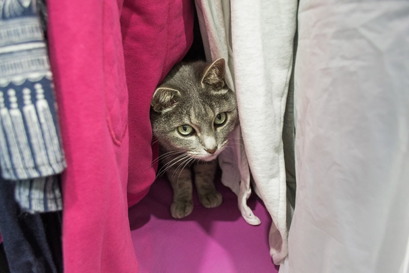 một con mèo trốn trong tủ quần áo