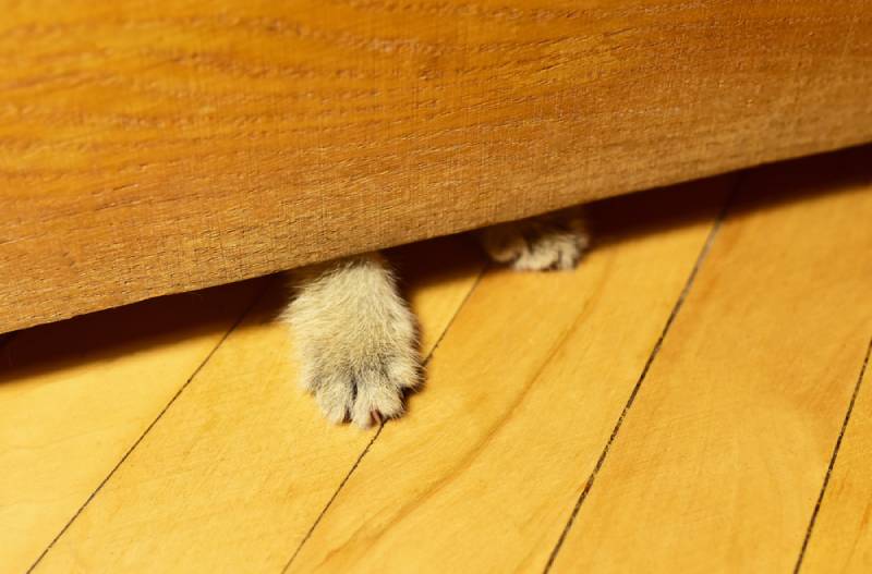 a cat pawing under the door