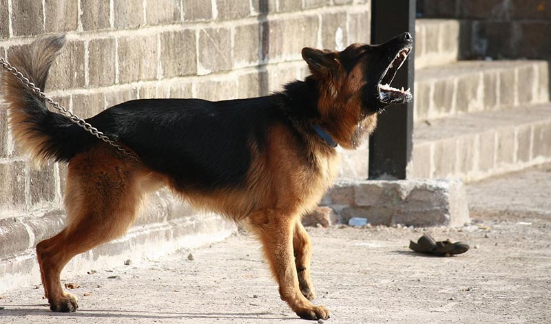 a chained german shepherd barking aggressively