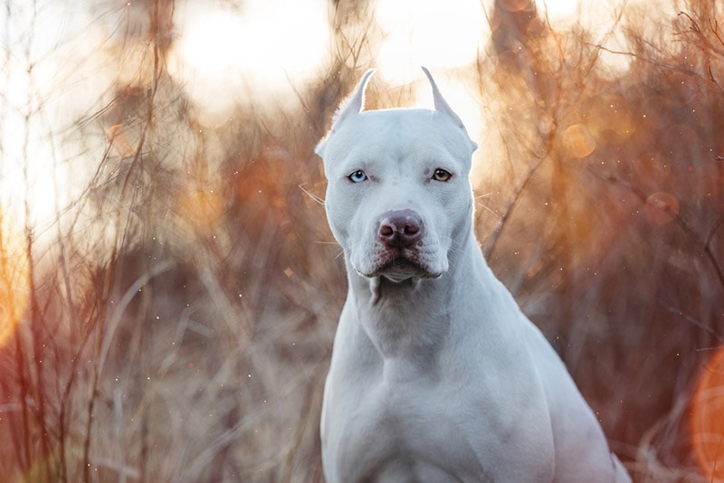 a close up of american pitbull terrier
