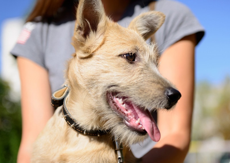 a dog with its owner outdoor