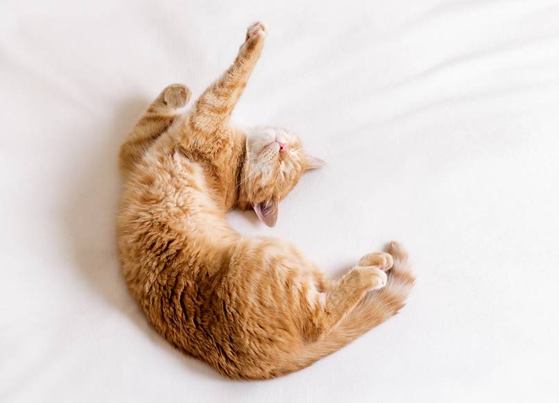 a flexible cat stretching on white sheets