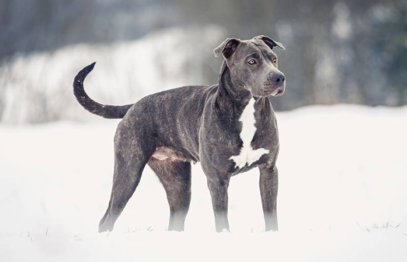a grey pitbull standing on snow