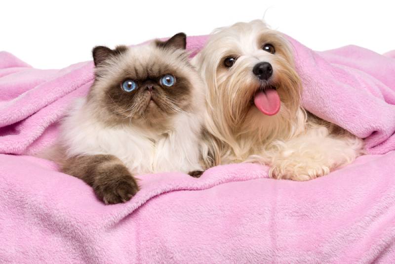 a havanese dog and persian cat under a pink blanket
