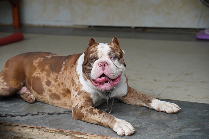 a merle pitbull lying on the ground