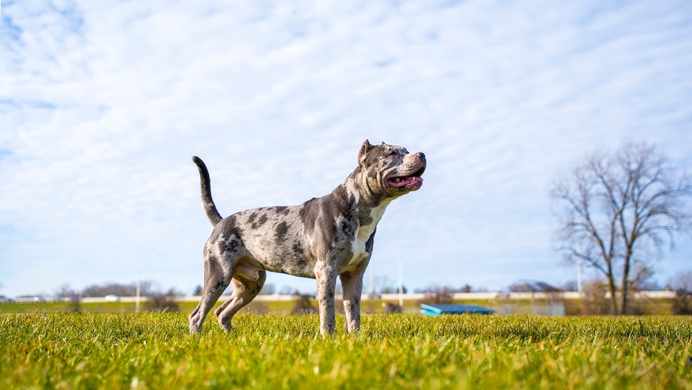 a merle pitbull playing outdoor