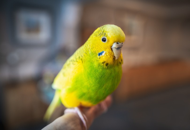 a parakeet in the cage