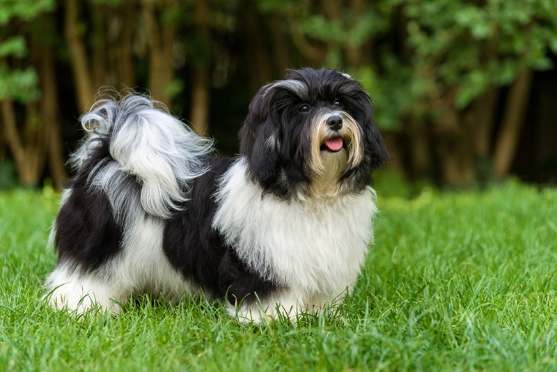 a parti-color havanese at the park