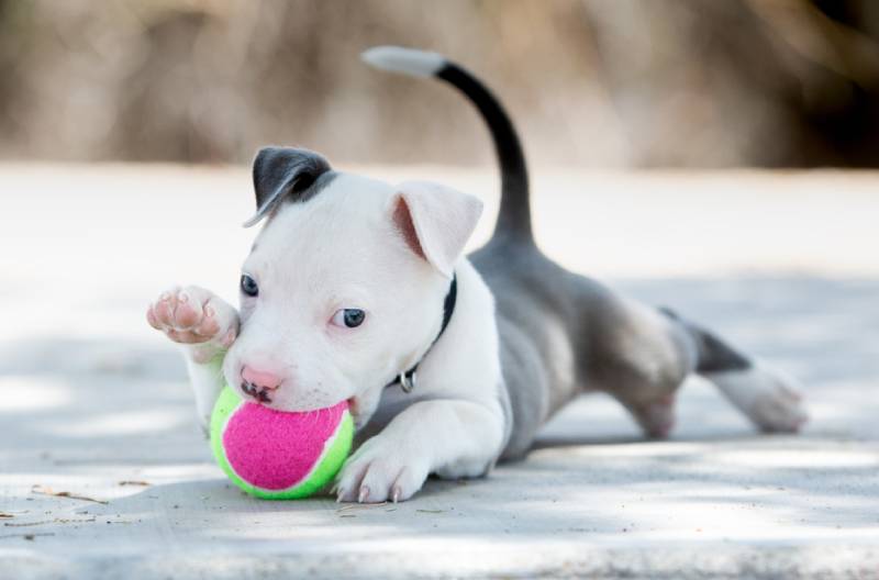 10 Best Chew Toys For Pitbull Puppies