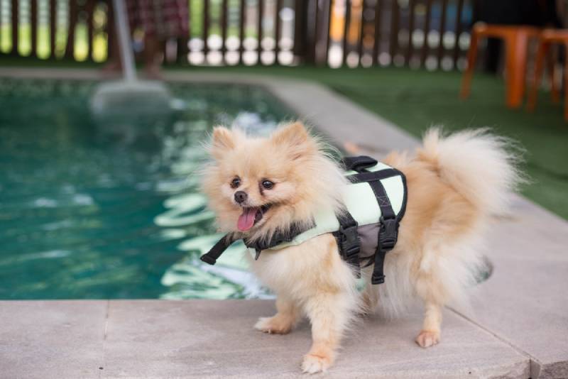 a pomeranian dog by the pool