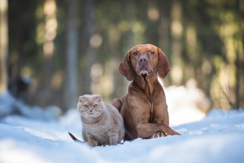 a vizsla and a cat out in the snow