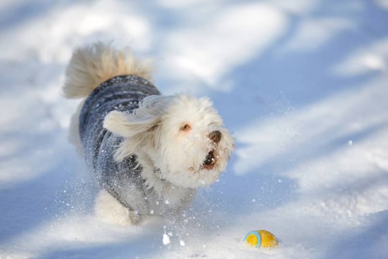 a white havanese dog barking outside in the snow