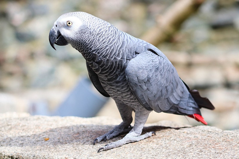 african grey parrot