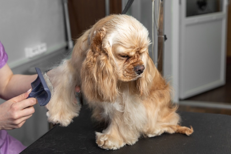 american cocker spaniel grooming