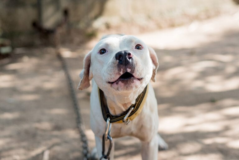 Detailed Allintitle:how Long Can A Dog Bark Legally Design in HD Detailed Allintitle:how Long Can A Dog Bark Legally Design in HD