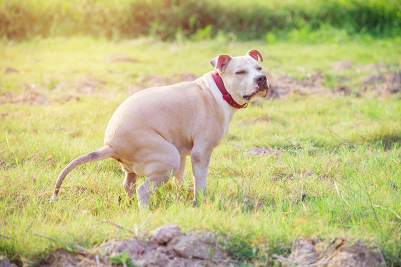 american pitbull puppy pooping on grass field