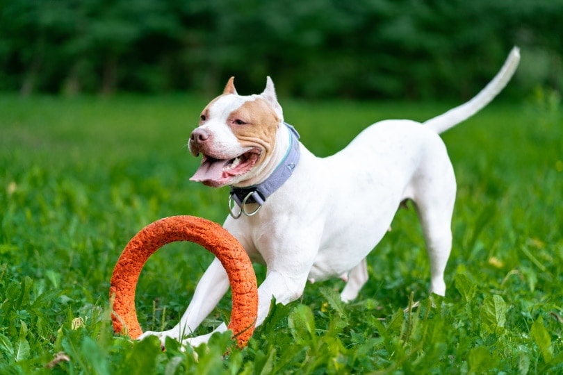 american pitbull terrier dog playing
