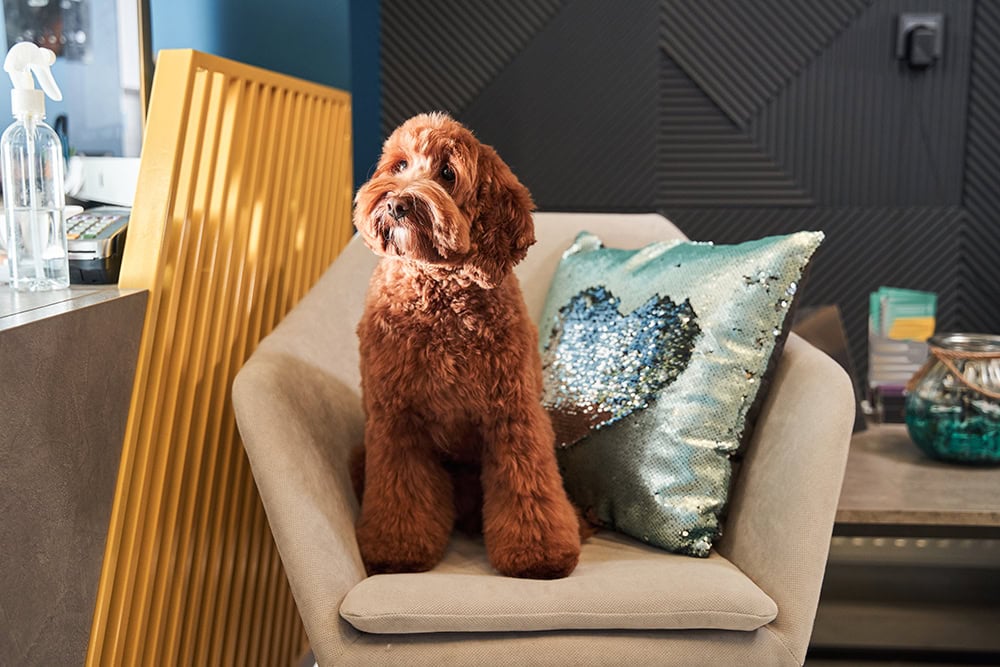apricot labradoodle dog sitting on the armchair