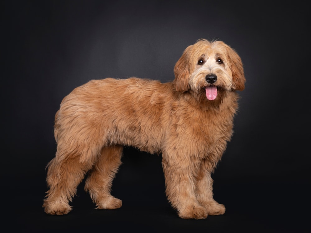 apricot labradoodle in the studio