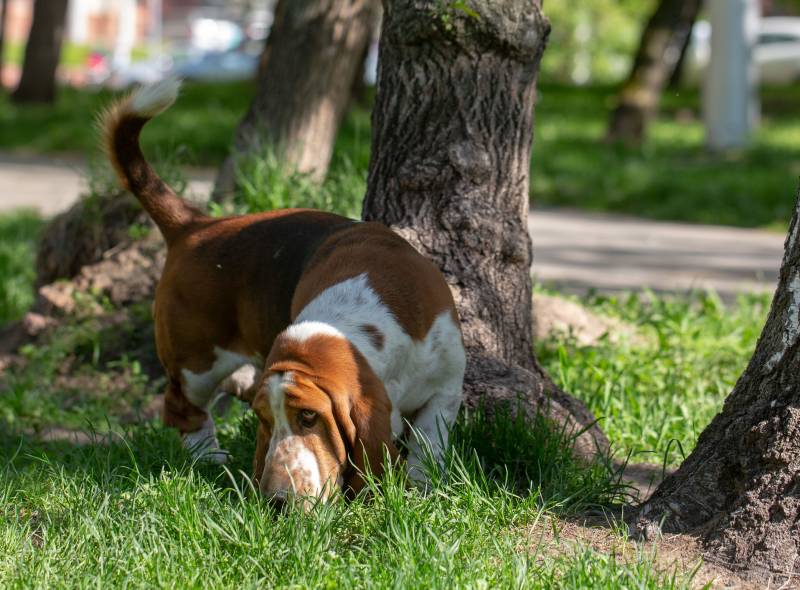 How To House Train A Basset Hound