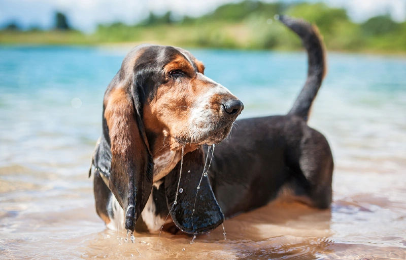 basset hound dog standing in water