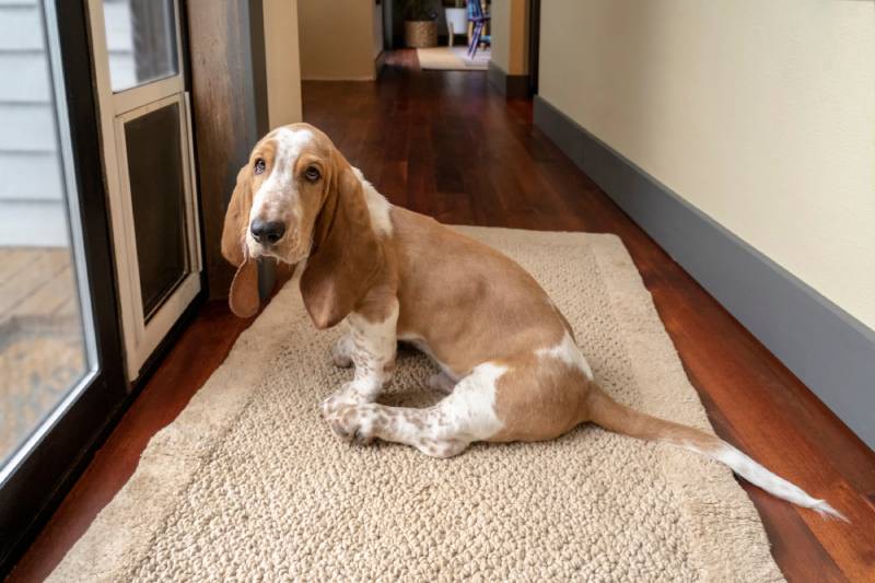 basset hound dog waiting by a door