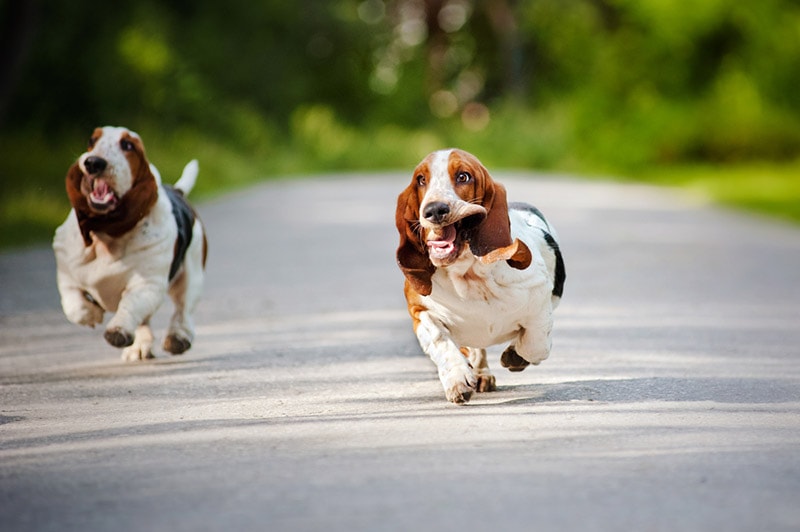 basset hound dogs running on the road