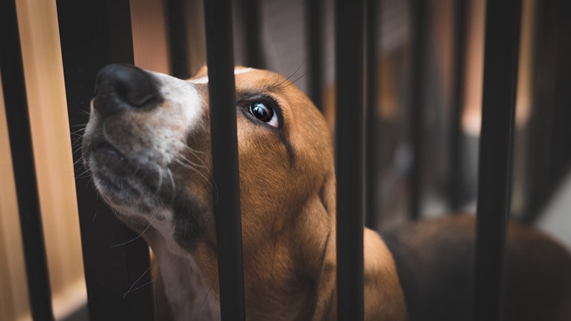 basset hound puppy in the crate