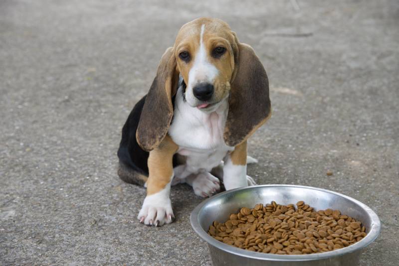 basset hound puppy licks its lips after feeding on a large bowl of dry food