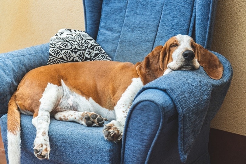 Basset hound in sales apartment